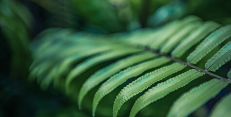 Ferns in dark peaceful forest lush. Beautiful ferns leave green foliage. Close up beautiful growing ferns in the forest. Natural fern flower background in sunlight. Tranquil panoramic foliage © icemanphotos