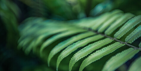 Ferns in dark peaceful forest lush. Beautiful ferns leave green foliage. Close up beautiful growing...