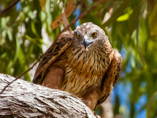 Red Goshawk in Queensland Australia