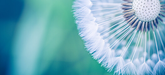 Closeup of dandelion on natural background. Bright, delicate macro details. Inspirational nature concept, soft blue and green blurred bokeh background. Meditation wellbeing blooming floral panorama