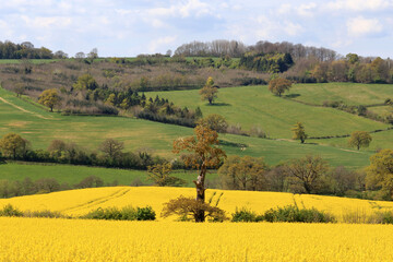 Beautiful spring rural landscape with rolling hills abd yellow rapeseed are blooming in Cotdwold, England, UK.