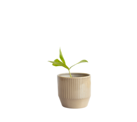 ZZ variegated plant with elongated leaves in a ceramic pot isolated