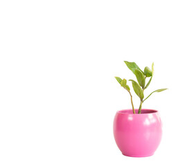 Fototapeta na wymiar Zamioculcas Zamiifolia new green long leaves plant in a pink pot