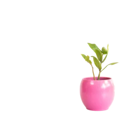 Fotobehang Zamioculcas Zamiifolia new green long leaves plant in a pink pot © GreenThumbShots