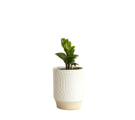 Zamioculcas Zamiifolia Zenzi plant in a white ceramic pot