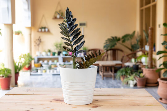Black Zamioculcas Zamiifolia plant in a white ceramic pot