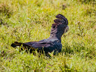 Red-tailed Black Cockatoo in Queensland Australia