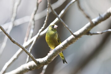 Oriental Greenfinch (Chloris sinica) in Japan