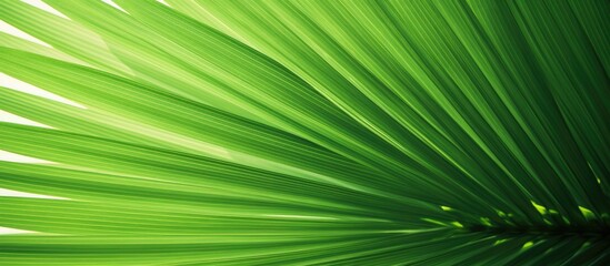 Vintage green abstract background with palm leaf pattern stripped