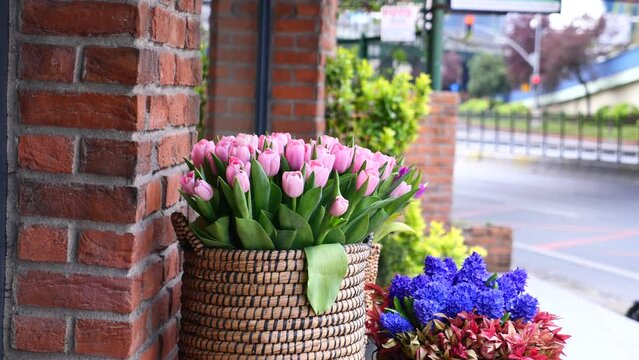  purple tulips in a box against a wall 