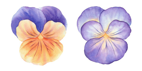 Watercolor Pansy flower set 