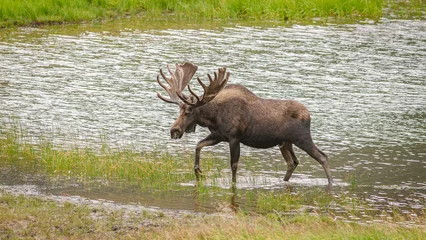 Foto op Plexiglas Moose in wetlands © Shane Thompson