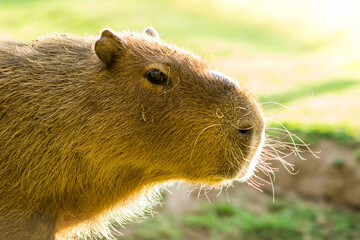 capibara