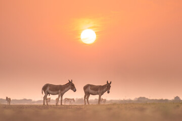 Gujarat's Little Rann of Kutch (LRK) is the only abode for the Indian wild ass, locally called...