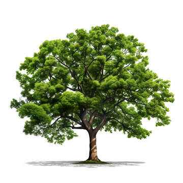 Beautiful and complete big trees on the transparent background PNG for decorating the scenery.