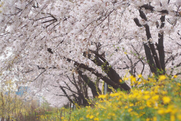 Landscape of Cherry blossom in the garden
