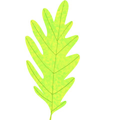 green leaf isolated on white