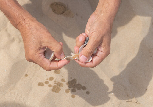 Alose up hands of a man opening a live clam - Sandy background