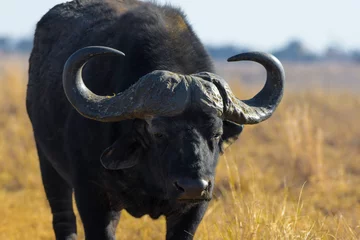 Photo sur Plexiglas Parc national du Cap Le Grand, Australie occidentale African Buffalo bull portrait with big horns
