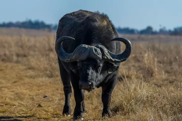 Papier Peint photo autocollant Parc national du Cap Le Grand, Australie occidentale African Buffalo bull portrait with big horns