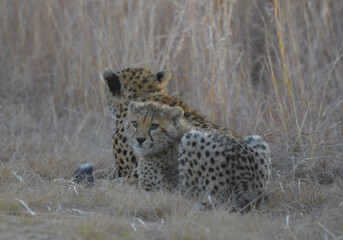 Cheetah family in wild at sunset in South Africa