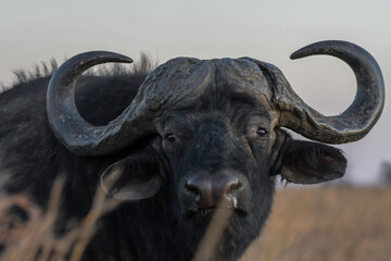 African Buffalo bull portrait with big horns