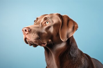 Generative AI : Close up of a beautiful beagle dog at the veterinarian. Caucasian and hispanic professional vet with gloves checking the health of a cute dog at the pet clinic