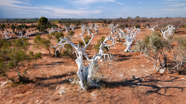 Albero di olivo con xylella - salento