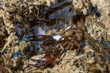 Euscorpius aquilejensis