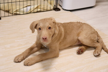 ふせをする大型犬、レトリバーの子犬