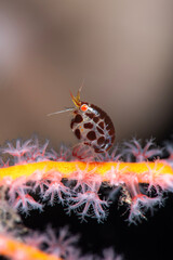 A super tiny marine animal - Ladybug (Amphipod) - Cyproideidae sp. Underwater macro life of Tulamben, Bali, Indonesia.