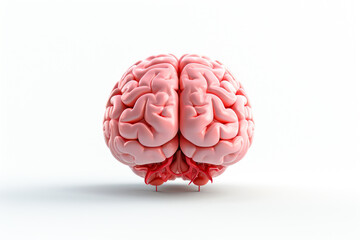 Human brain isolated on white background with clipping path