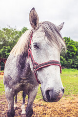 Fototapeta premium Portrait of a horse in enclosure.