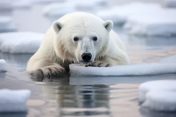 Foto op Plexiglas dramatic photo of a polar bear in hunting mode, crouched low on sea ice as it patiently waits for seals to surface from a breathing hole © forenna