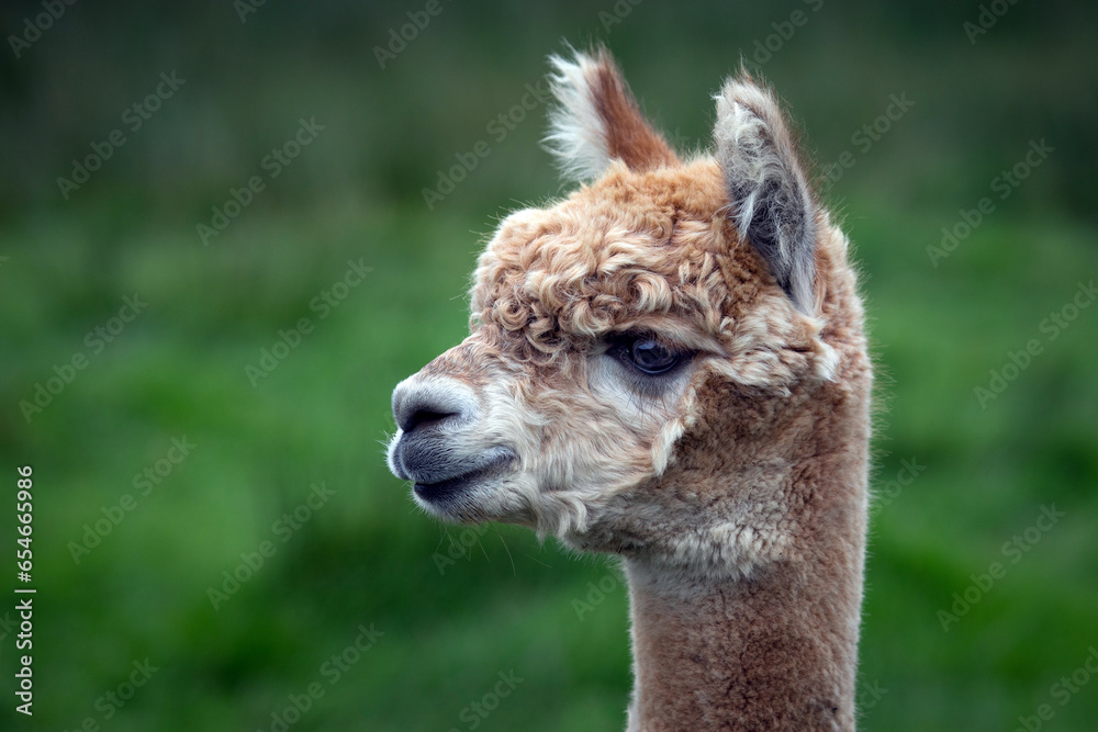 Poster a close up portrait of the head of a brown and white alpaca. staring to the left it has its ears sta