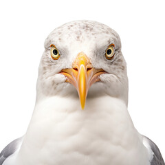 Fototapeta premium Seagull face shot on transparent background