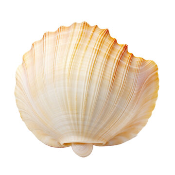 Seashell on transparent background