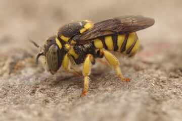 Closeup on a male European Yellow rotund resin bee, Anthidiellum strigatum sitting on the ground