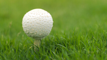 Closeup of a poisonous mushroom, Chlorophyllum molybdites, on blured the green grasss background for use as background or copy space.