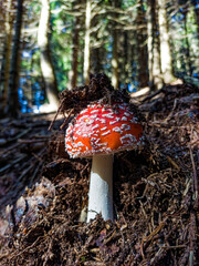 Close-up of a fly agaric in a forest