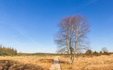 Obraz premium Walking path through the heather fields of Drents Friese Wold, Netherlands