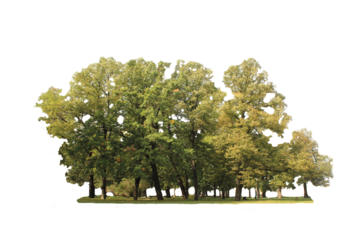 Trees in autumn isolated on white background. Forest and foliage in autumn