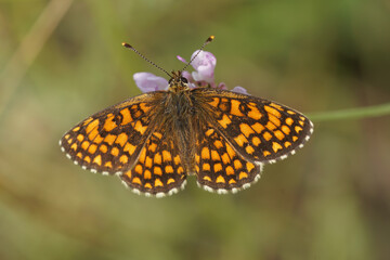 Closeup on a Mediterranean Southern Heath fritillary, Melitaea celadussa with spread wings