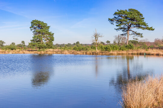 Trees at the lakeside of the Drents Friese Wold National Park, Netherlands