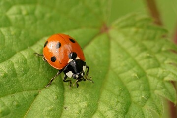 Closeup on the cute red Seven-spotted Ladybird, Coccinella septempunctata sitting on a green leaf