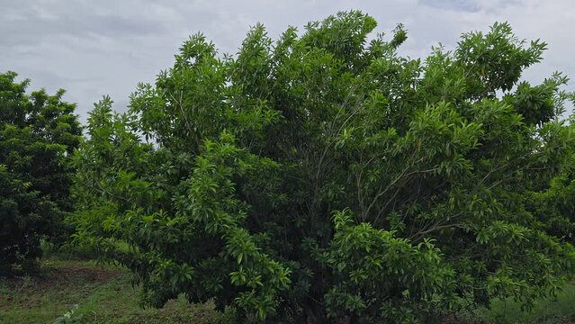 A wide view of a healthy Manilkara zapota or sapodilla tree farm or plantation