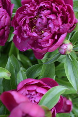 Botanical garden peony