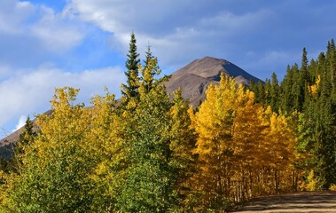 changing aspen leaves and mountains on a sunny day in fall on boreas pass scenic road,  in the...