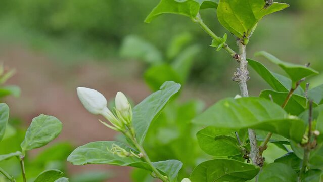 A beautiful view of jasmine flower buds swaying in the wind during spring