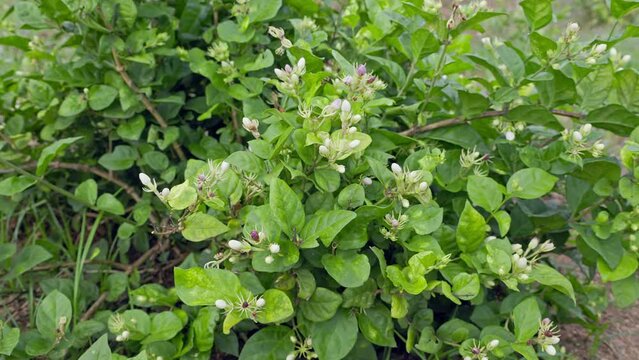 Fresh jasmine flower buds blossom beautifully as they sway in the wind